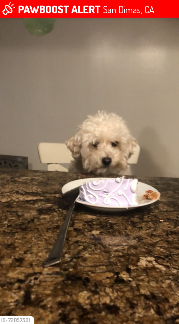 Lost Female Dog last seen Via Verde, San Dimas, CA 91773