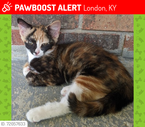 Lost Female Cat last seen Robinson Creek Church, London, KY 40744