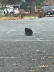 Lost Male Cat last seen Nobhill and bonnie doon, Yakima, WA 98902