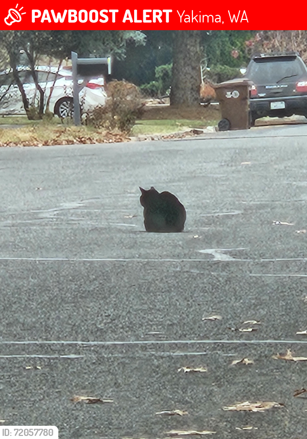 Lost Male Cat last seen Nobhill and bonnie doon, Yakima, WA 98902