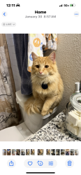 Lost Male Cat last seen Tecumseh, Millington, TN 38053