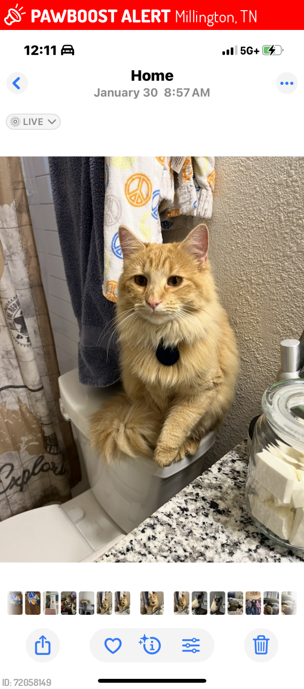 Lost Male Cat last seen Tecumseh, Millington, TN 38053