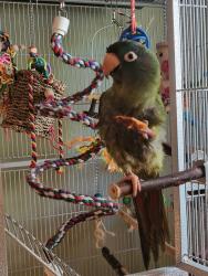 Lost Female Bird last seen Altamaha st east ridge tn, East Ridge, TN 37412