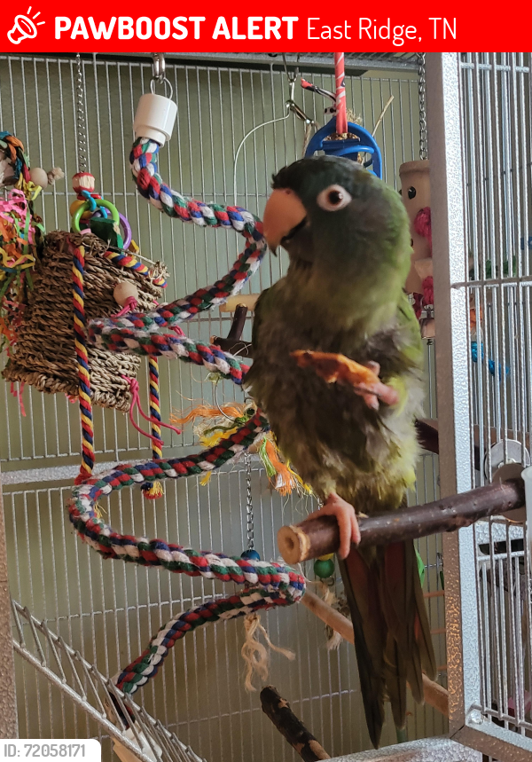 Lost Female Bird last seen Altamaha st east ridge tn, East Ridge, TN 37412