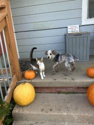 Lost Male Dog last seen Gentry, Tyler, TX 75702