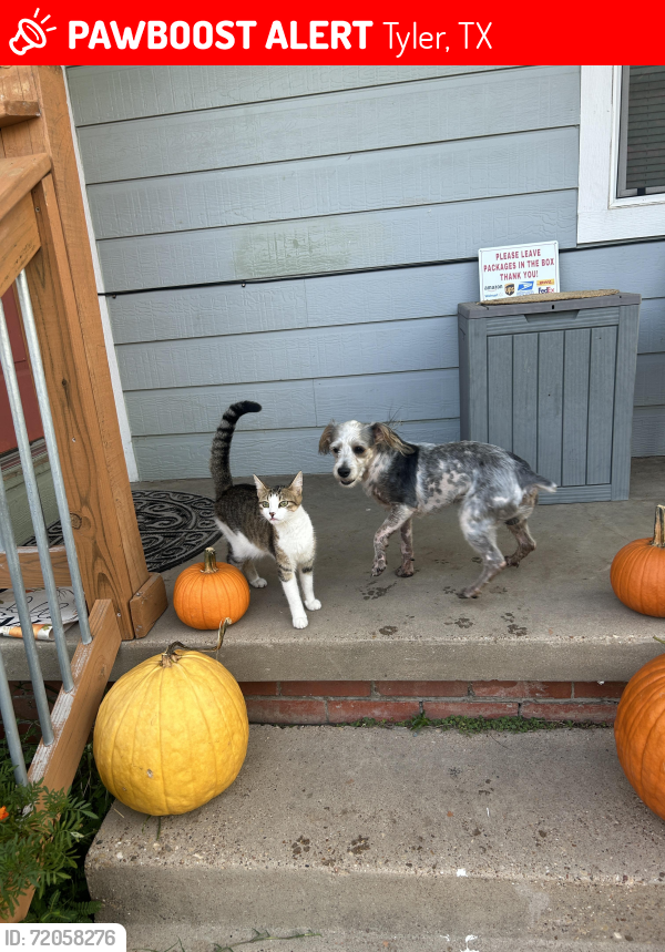 Lost Male Dog last seen Gentry, Tyler, TX 75702