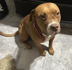 Lost Male Dog last seen SE Military Dr., San Antonio, TX 78223