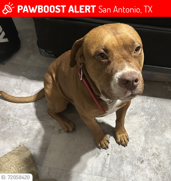 Lost Male Dog last seen SE Military Dr., San Antonio, TX 78223