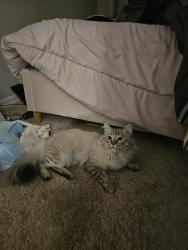 Lost Male Cat last seen 67th ave. & Dobbins, McClellan Ranch Neighborhood, near Desert Meadows Elementary School, Phoenix, AZ 85339