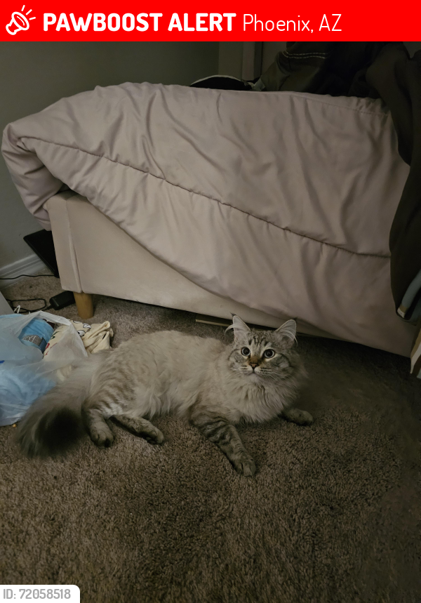 Lost Male Cat last seen 67th ave. & Dobbins, McClellan Ranch Neighborhood, near Desert Meadows Elementary School, Phoenix, AZ 85339