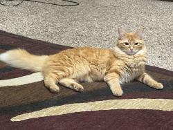 Lost Female Cat last seen Creek terrace dr & royal plantation , Missouri City, TX 77459