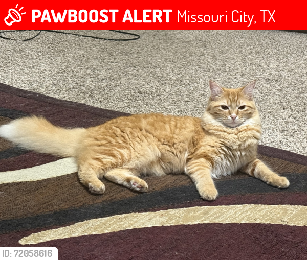 Lost Female Cat last seen Creek terrace dr & royal plantation , Missouri City, TX 77459