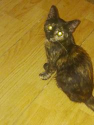 Lost Female Cat last seen Lindsay and pottery st., Lake Elsinore, CA 92532
