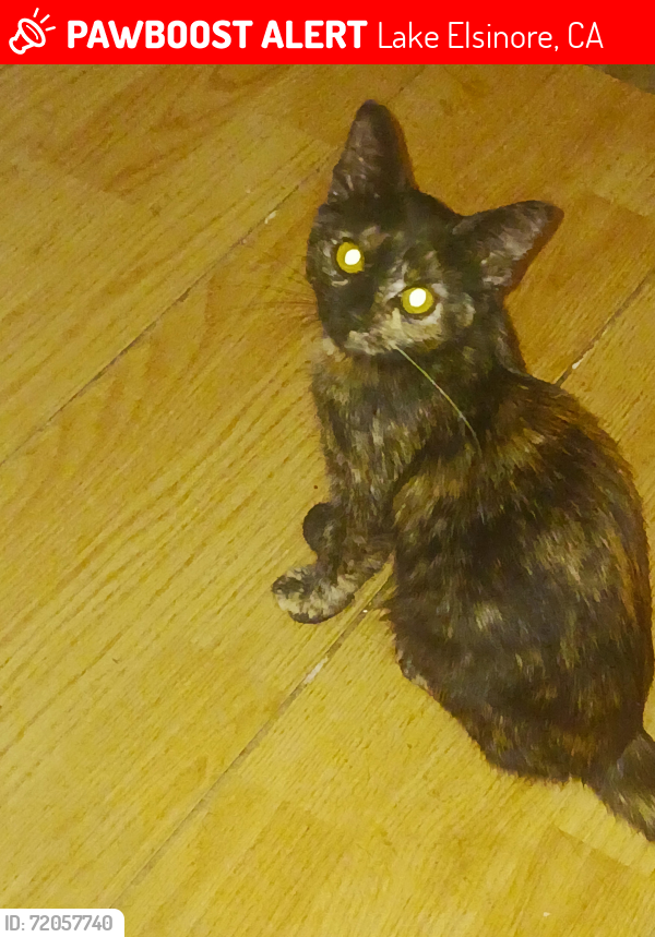 Lost Female Cat last seen Lindsay and pottery st., Lake Elsinore, CA 92532
