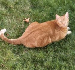 Lost Male Cat last seen 144th St E and 80th Ave Ct E, Puyallup, WA 98375