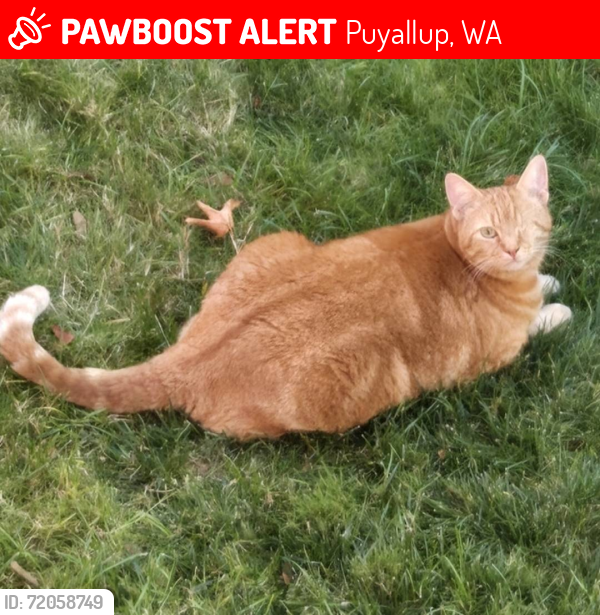 Lost Male Cat last seen 144th St E and 80th Ave Ct E, Puyallup, WA 98375