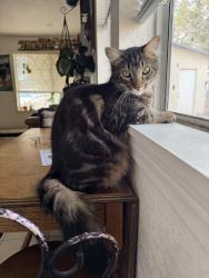Lost Male Cat last seen E Williams St, Sixth St, Seventh St YERMO CA , Barstow, CA 92311