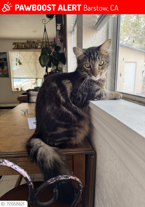 Lost Male Cat last seen E Williams St, Sixth St, Seventh St YERMO CA , Barstow, CA 92311