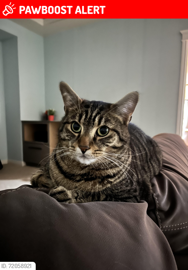 Lost Male Cat last seen Pit River , Port Coquitlam, BC V3C 5C4