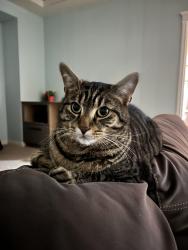 Lost Male Cat last seen Pit River , Port Coquitlam, BC V3C 5C4