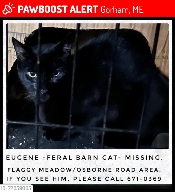 Lost Male Cat last seen Flaggy Meadow/Osborne Rd, Gorham, Maine , Gorham, ME 04038