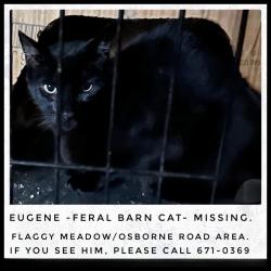 Lost Male Cat last seen Flaggy Meadow/Osborne Rd, Gorham, Maine , Gorham, ME 04038