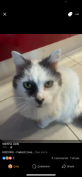 Lost Female Cat last seen Barramundi Drv, Hallett Cove, SA 5158