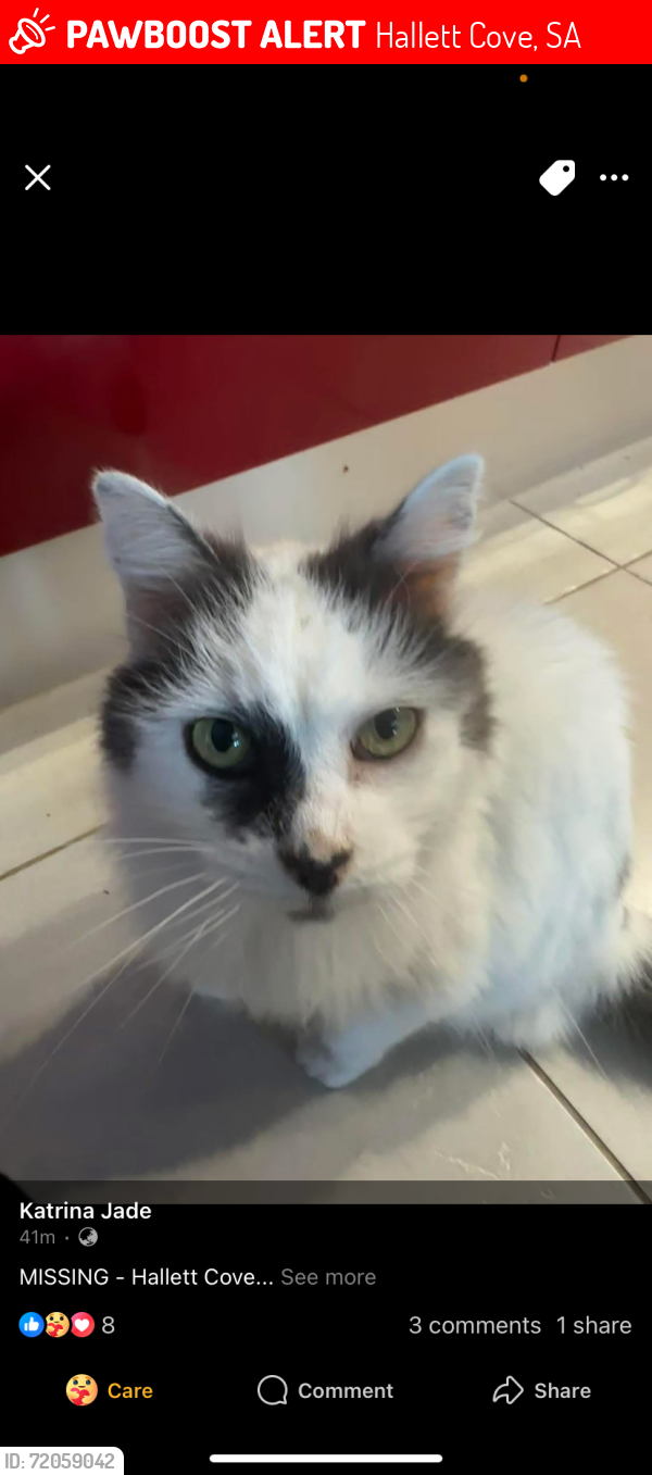 Lost Female Cat last seen Barramundi Drv, Hallett Cove, SA 5158