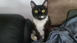 Lost Male Cat last seen Cooledge Rd & brockett rd, Tucker, GA 30084