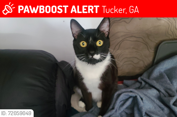 Lost Male Cat last seen Cooledge Rd & brockett rd, Tucker, GA 30084