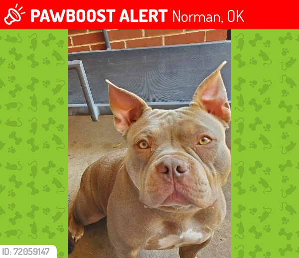 Lost Female Dog last seen 119th and Indian Meridian- Choctaw/NewallaOK, Norman, OK 74857