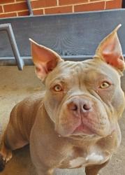 Lost Female Dog last seen 119th and Indian Meridian- Choctaw/NewallaOK, Norman, OK 74857