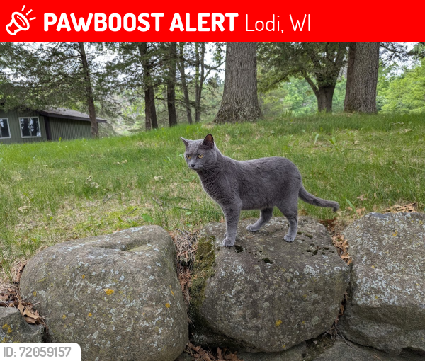 Lost Male Cat last seen East Harmony and Columbia Rd, Lodi, WI 53555