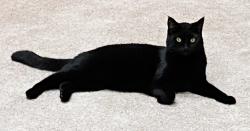 Lost Male Cat last seen Old Trenton Rd, nearest cross street 13th street, Highland, IL 62249