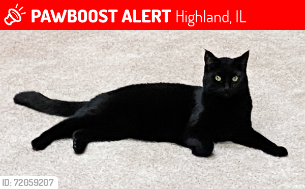 Lost Male Cat last seen Old Trenton Rd, nearest cross street 13th street, Highland, IL 62249