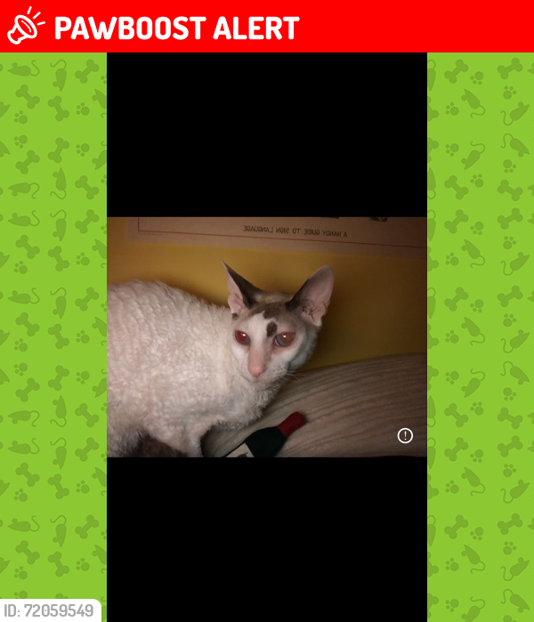 Lost Female Cat last seen Rue des grives , Sherbrooke, QC J1R 0N2