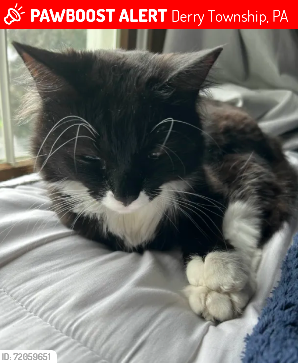 Lost Male Cat last seen Randall circle/ Waltonville road, Derry Township, PA 17036