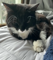 Lost Male Cat last seen Randall circle/ Waltonville road, Derry Township, PA 17036