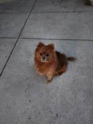 Lost Female Dog last seen North side rd , Lucerne Valley, CA 92356