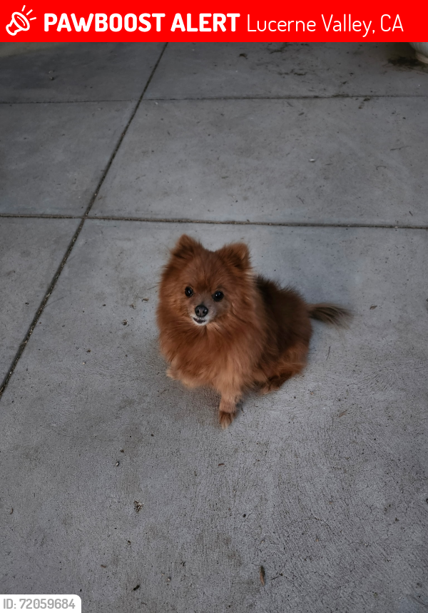 Lost Female Dog last seen North side rd , Lucerne Valley, CA 92356