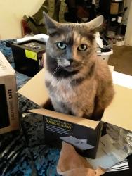 Lost Female Cat last seen 169th SE Foster rd, Portland, OR 97266