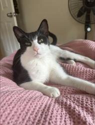 Lost Male Cat last seen Troxler Drive, Orlando, FL 32825
