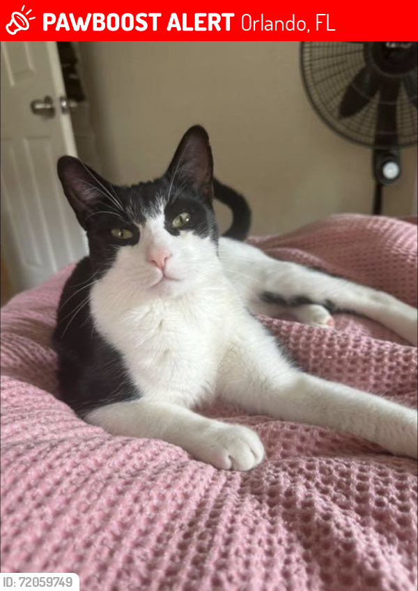 Lost Male Cat last seen Troxler Drive, Orlando, FL 32825