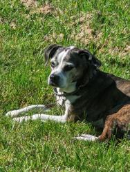 Lost Male Dog last seen Windy Hill neighborhood, Chula , Amelia County, VA 23002