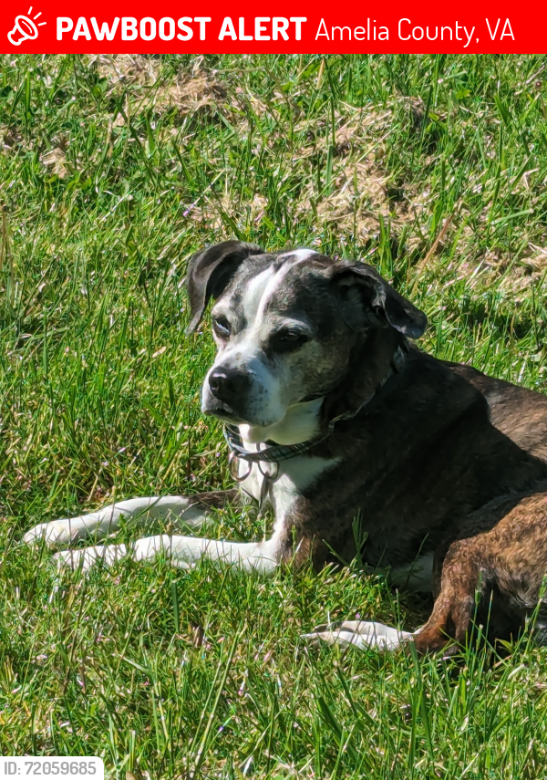 Lost Male Dog last seen Windy Hill neighborhood, Chula , Amelia County, VA 23002