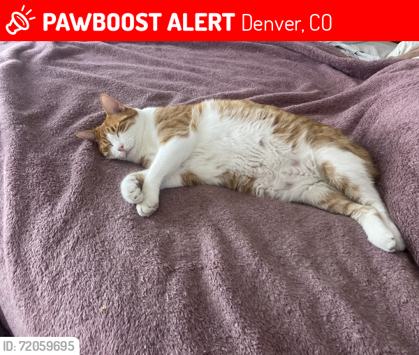 Lost Male Cat last seen Mansfield Ave & Pinehurst Circle, Denver CO, Denver, CO 80235