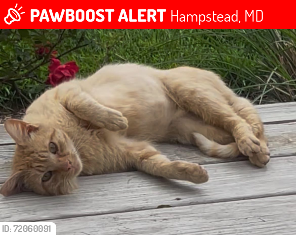 Lost Male Cat last seen North Carroll Veterinary Service, Hampstead, MD 21074