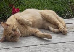 Lost Male Cat last seen North Carroll Veterinary Service, Hampstead, MD 21074