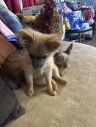 Lost Female Dog last seen Bryman rd and national trails hwy, Oro Grande, CA 92368