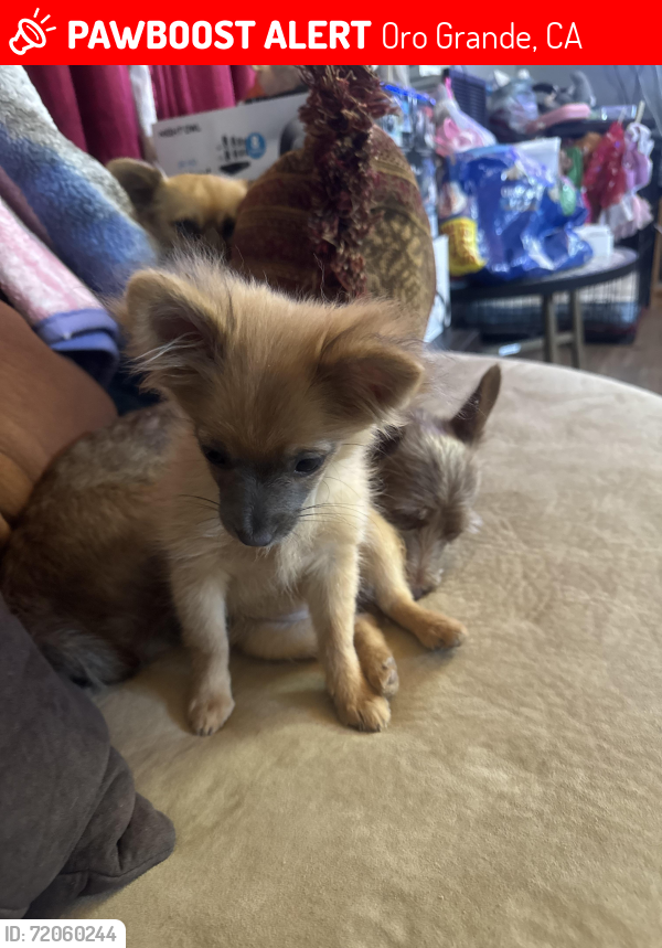 Lost Female Dog last seen Bryman rd and national trails hwy, Oro Grande, CA 92368